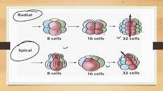 Protostomes And Deuterostomes [upl. by Singh]