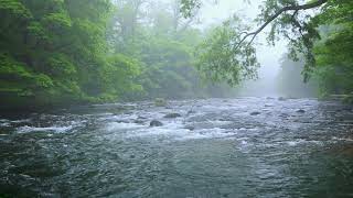 Green Forest River Flowing in Rainy Weather Nature Sounds Forest River White Noise for Sleeping [upl. by Pasadis864]