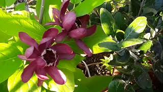 Stunning Calycanthus Aphrodite has come into flower ♥️🤩 [upl. by Alper564]