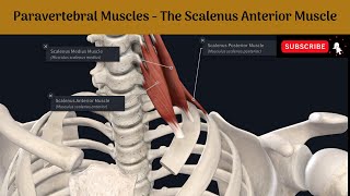 Paravertebral Muscles  The Scalenus Anterior muscle Attachments  Nerve supply Action  Relations [upl. by Lidaa]