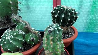 How to know when to Harvest Echinopsis Cactus Seeds The Sea Urchin Cactus Domino Cactus [upl. by Iznek]