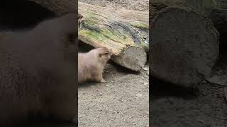 Black tailed prairie dog chomping on a log birdslover birdwatchinglife birdenthusiast [upl. by Atiner]