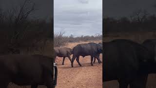 Buffalo eating mopane wildlife nature africansafari buffalo asmr [upl. by Barrington]