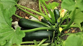 Zucchini the easiest vegetable to grow good option for beginners [upl. by Micheil915]