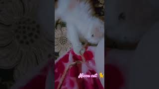 Funny 😂 cat animal new shorts part 43 cat miccu shortvideo shorts animals love beautiful [upl. by Inalem]