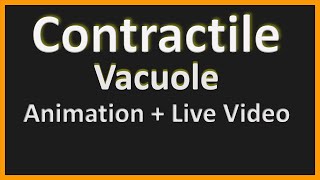 Contractile Vacuole Working Mechanism  Animation amp Live Video [upl. by Pearce]