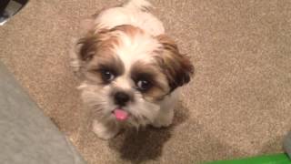 Shih tzu puppy sticking his tongue out on command [upl. by Anaili498]