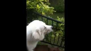 Great Pyrenees Dog Howling at Ambulance Siren [upl. by Aivatnuhs]