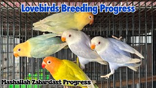 Lovebirds Breeding Progress  2024 [upl. by Etz287]