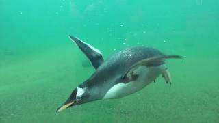 Penguins Swimming [upl. by Cyrie]