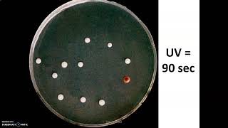 Mutations génétiques levure Ade2 et réparations des dommages de lADN Xeroderma pigmentosum [upl. by Angle]