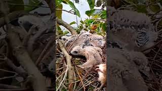 Blackshouldered kite Baby Birds learn to walk around the shellEp19 [upl. by Merton]