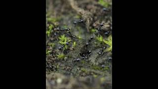 Monomorium minimum excavating nest [upl. by Hodgkinson844]