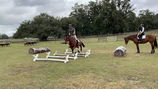 This cavaletti exercise is great for developing a young horse into jumping [upl. by Enoch]