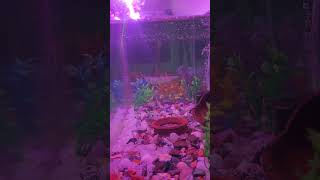 Beautiful Gold fish Fish Aquarium setup Gold Fish tank setup shorts viral fish aquarium [upl. by Jonas]