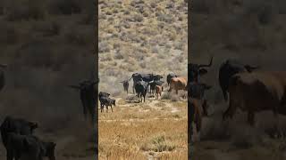 Dry dusty workingcattle sorensendayworkin [upl. by Eelarak]