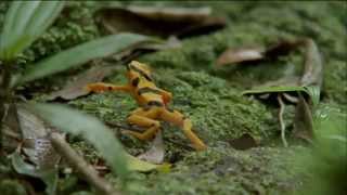 Mating Habits of Golden Frogs  Nature on PBS [upl. by Stoecker]