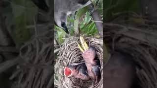 baby birds are fed large grasshoppers [upl. by Henke]