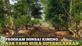 PROGRAM BONSAI KIMENG ADA YANG SUKA DIPERSILAHKAN MILIK PETANI BONSAI [upl. by Cheatham593]