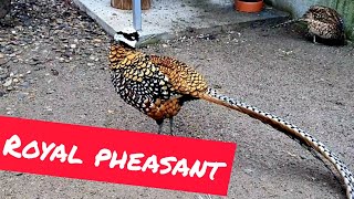 Fazani Regali  Royal Pheasant [upl. by Jeromy51]