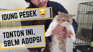 Tonton ini dulu sebelum beli kucing exotic shorthair [upl. by Notserk]