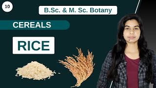 Economic Botany  CEREALS  RICE  B Sc amp M Sc [upl. by Dulcie]