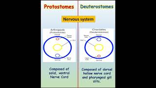 Discover the Incredible Difference Between Protostomes and Deuterostomesilmkidunyaofficial [upl. by Jeb]