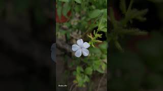 Plumbago auriculataflowervibes nature flowers mozambique gardenvibes love flowergarden [upl. by Ahsital]