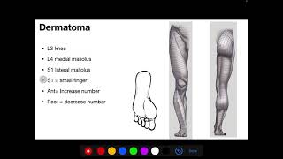 Dermatomes of lower limb made easy  in 5 min  simple  memorize [upl. by Morry597]