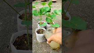 ছত্রাকজনিত রোগ দমনে চারা শোধন পদ্ধতি  seedlings treatment by fungicide চারাশোধন [upl. by Eelesor]