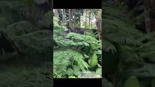 AUSTRALIAN TREE FERN 🍃 gardening calmingsounds asmr plants longvideo [upl. by Dyer]