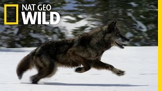 Hunting With the Dark Wolf  Wild Yellowstone [upl. by Neitsabes]