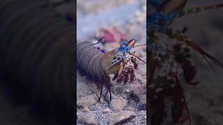 Peacock Mantis Shrimp encounter alienlife shrimp scubadiving [upl. by Ahkihs]