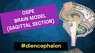 Diencephalon  Sagittal View of Brain  Thalamus  Hypothalamus  Epithalamus  Subthalamus [upl. by Cruickshank244]