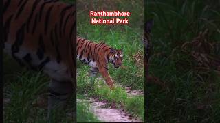 Ranthambhore National Park ranthambhoretigerreserve shorts shortvideo [upl. by Irmina536]