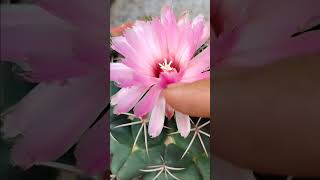 elephants tooth cactus rarecactus cactusbloom Coryphantha cactuslover trending viralvideo [upl. by Manfred349]