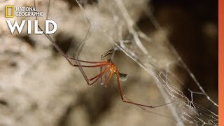 Spider Mating Turned Deadly  Mystery of the Giant Cave Spider [upl. by Domash]