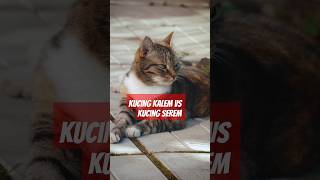 Cute cat meow cat cute catlover funnycats ytshorts trendingshorts [upl. by Haye]