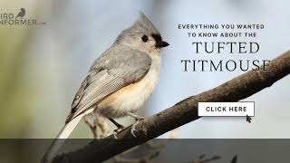 Tufted Titmouse Bird Facts Video [upl. by Nyrual]