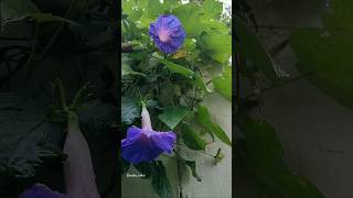 Blue morning gloryIpomoea indica flowersgardenvibes creeper floweringplants flowers nature [upl. by Eellac]