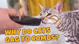 Why Cats Gag To Combs EXPLAINED [upl. by Sopher]