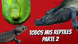 TODOS MIS REPTILES PARTE 2 [upl. by Sherburne700]