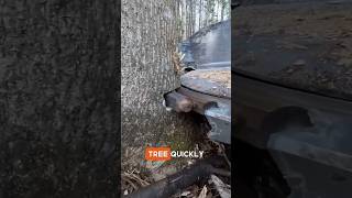 Fatest Tree Cutting Machine😳😲 youtubeshorts woodworking shortsfeed facts shorts viralshorts [upl. by Ignacia104]