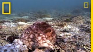 Amazing Octopus Color Transformation  National Geographic [upl. by Tiphani]