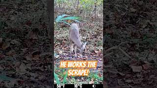 Watch this buck work a scrape in the daylight [upl. by Caraviello958]