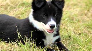 Top 20 des chiens les plus beaux du monde [upl. by Nilats721]