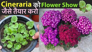 Cineraria से गुच्छों में फ़ूल चाहिये तो देखें कैसे लगाना चाहिये  Grow Cineraria Flower From Seeds [upl. by Michal427]