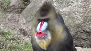 Mandrill Monkeys  Courtship and Mating  Mandrillus sphinx  Monkeys Full HD Video [upl. by Ylam]