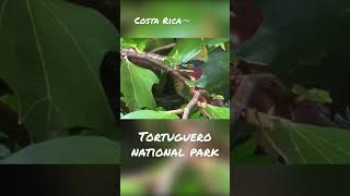 Tortuguero National Park Costa Rica wild animals [upl. by Narbig]