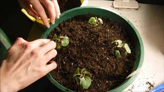 How to transplant impatiens seedlings how to design a lovely hanging basket [upl. by Ybab]